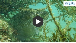 海藻を食べる生き物たち